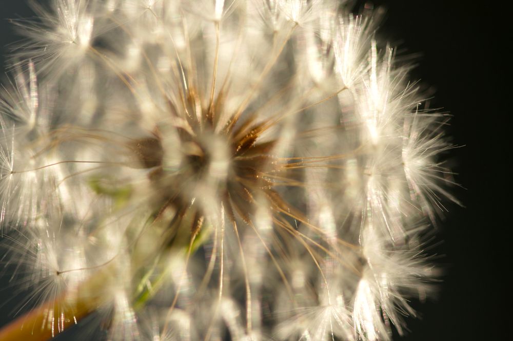 Dandelion Macro Shot