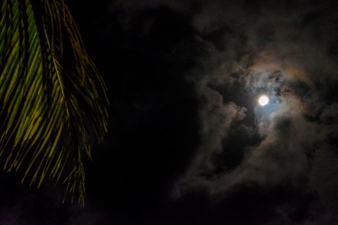 Full moon surrounded by clouds with palm tree leaf