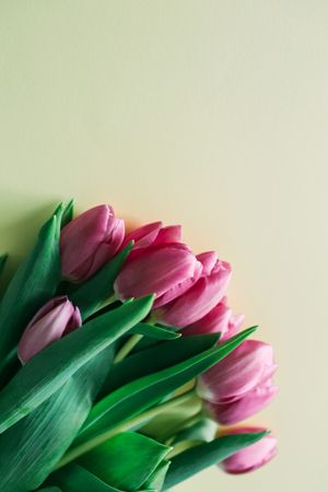Pink tulips on clear background