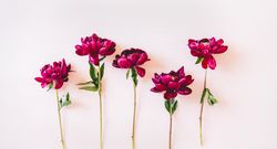 Purple peonies flat-lay, with copy space