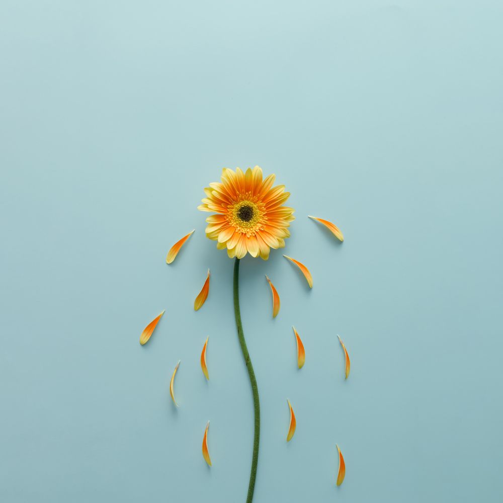 Orange flower on blue background with petals