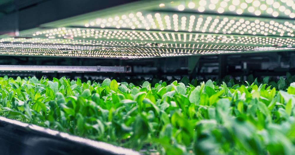 Vertical Farming Concept. Rack with Vertically Stacked Layers of Green Crops Growing in a Hydroponics System. Modern Agriculture Technology with Sustainable and Efficient Use of Green Energy