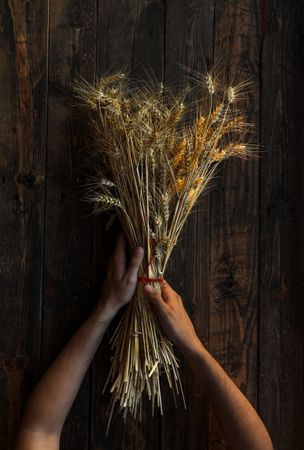 Bunch of dry ripe ears in hands