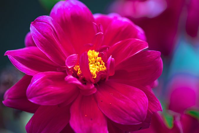 Bright pink dahlia with yellow center and selective focus