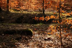 Beautiful golden forest in autumn