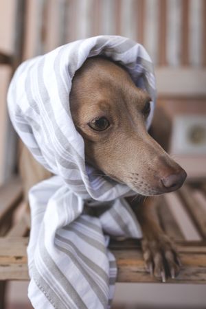 Little italian greyhound dog in a costume