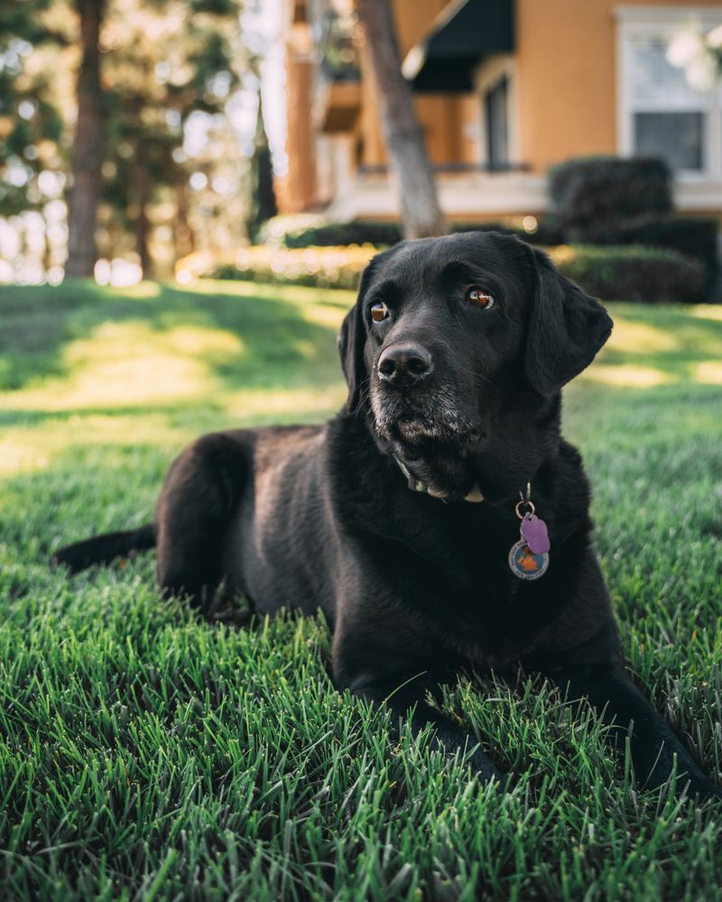 Dark Labrador Retriever lying on grass