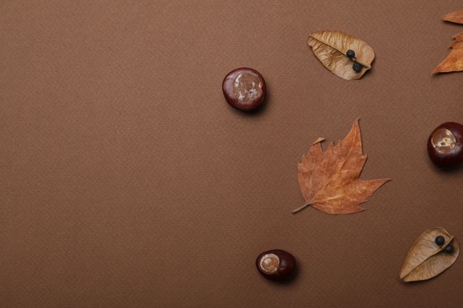 Fresh and ripe chestnuts, space for text