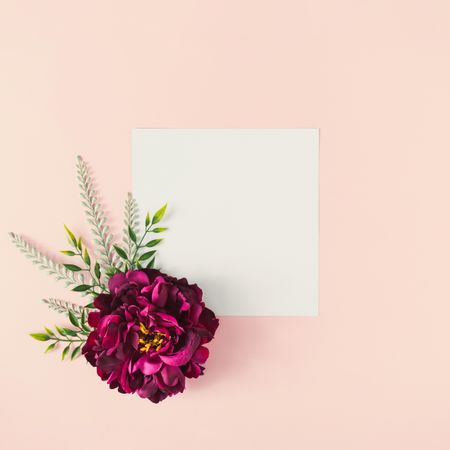 Pink flower on pastel pink background with light  paper card