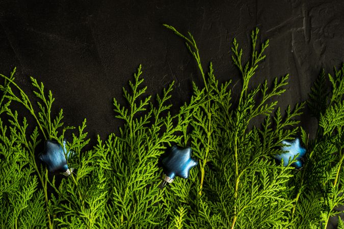 Christmas scene of branches with blue star ornament