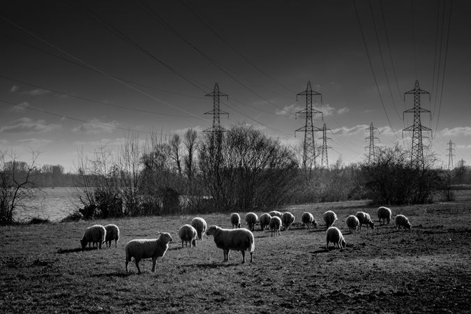 Monochrome shot of sheep in a field