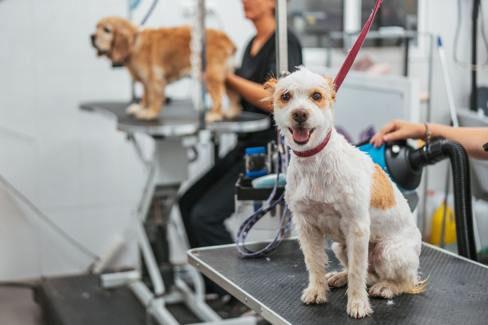 Dog sitting on table in grooming salon
