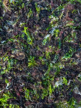 Seaweed at low tide, ile de Ré, France