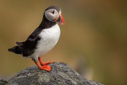 Atlantic puffin perching on gray rock