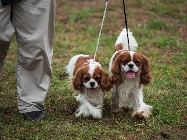 Beautiful dogs at an outdoor dog show.