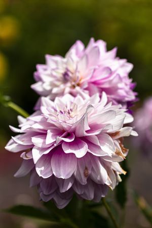 Light pink dahlia with some wilting and selective focus