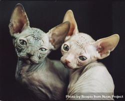 Portrait of two sphynx 5R6P25