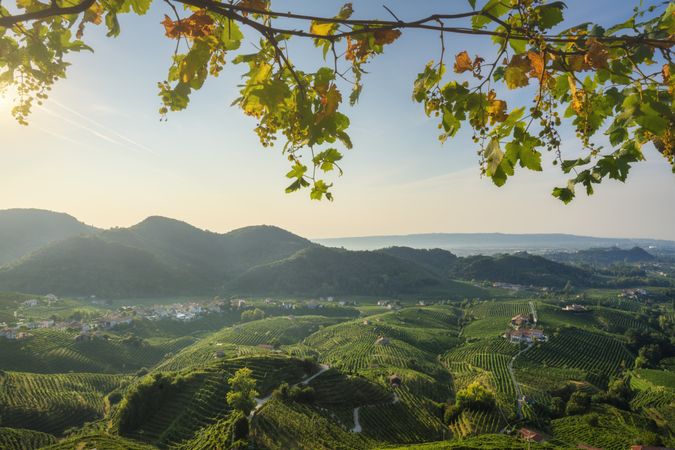 Prosecco Hills, a UNESCO site, vineyards panorama in the morning, Valdobbiadene, Italy
