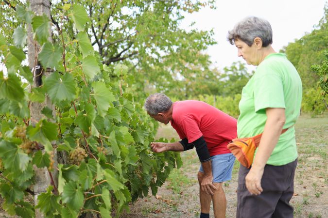 Husband and Wife Inspecting Grapes Together in a Vineyard.