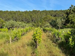 Vines in tall grass with view of the woods in Côtes De Provence, France
