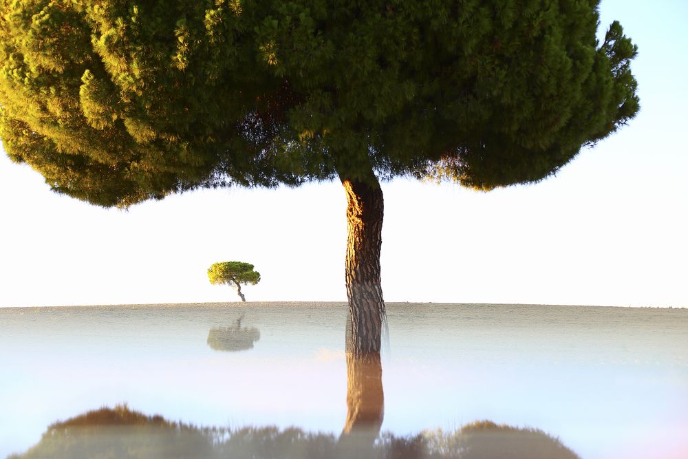 Trees with reflection in sunny landscape