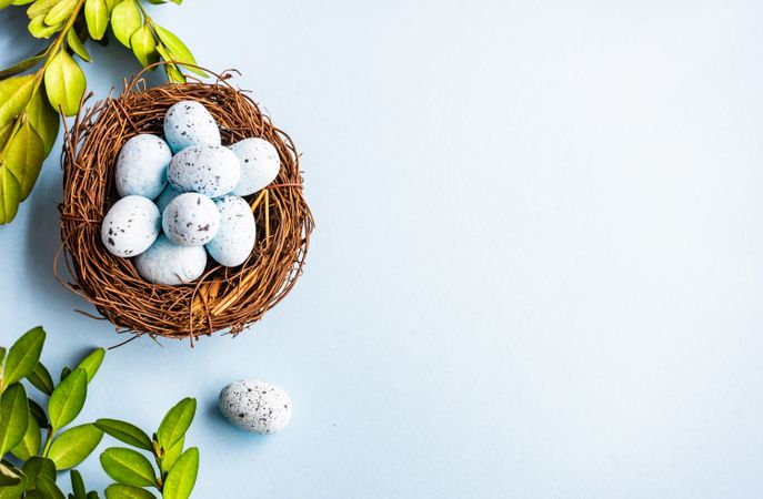 Easter holiday card with small eggs in nest next to branches on pastel blue background