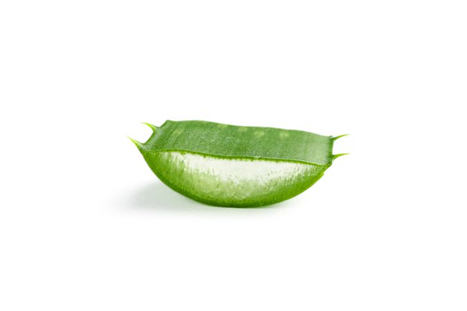 Aloe vera slice isolated on plain background. Herbal medicine