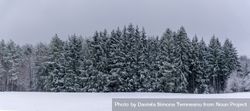 Winter panorama with snowy trees in Black Forest, Germany 0v372L