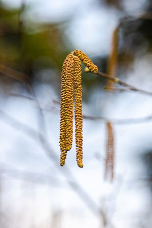 Spring in the forest