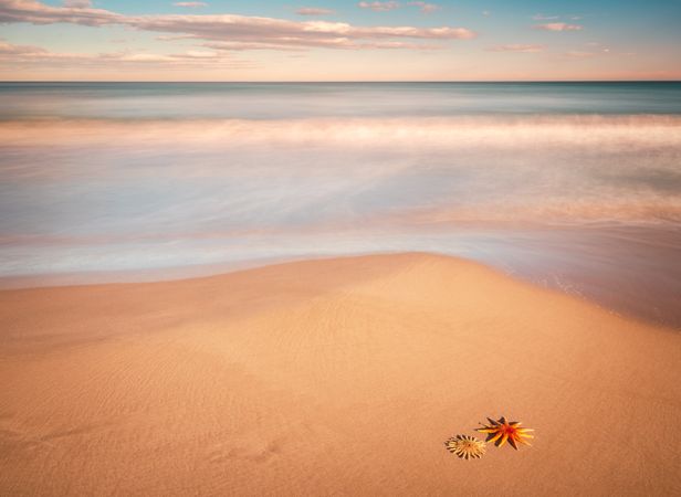 Starfish on sandy coast near sea