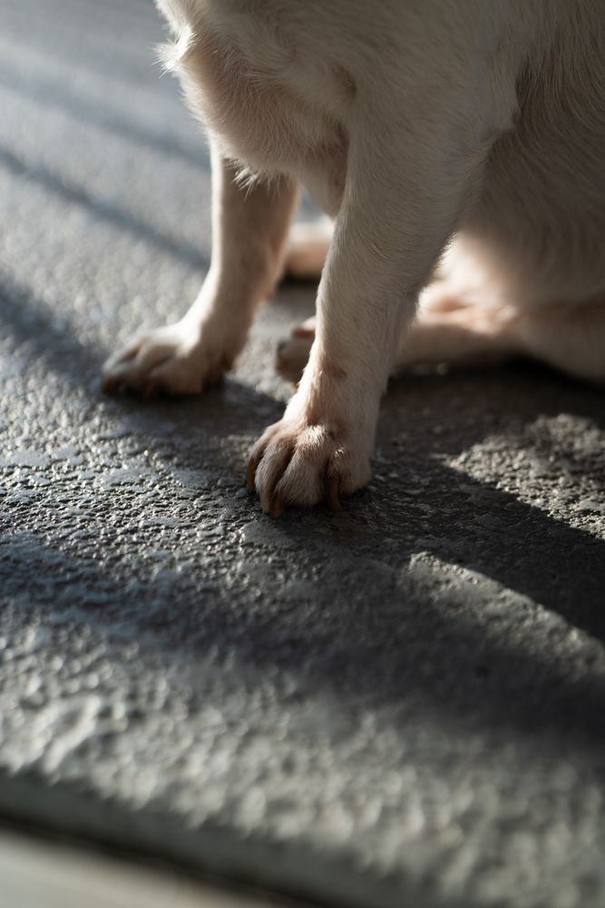 Close up of dog paws on patio outside