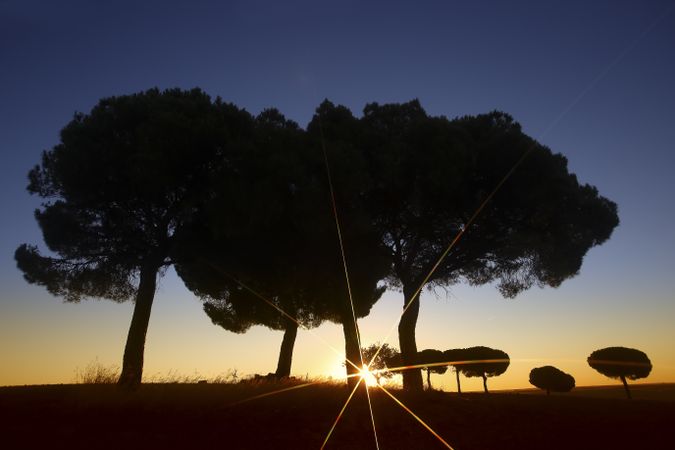Silhouette of trees in sunset valley