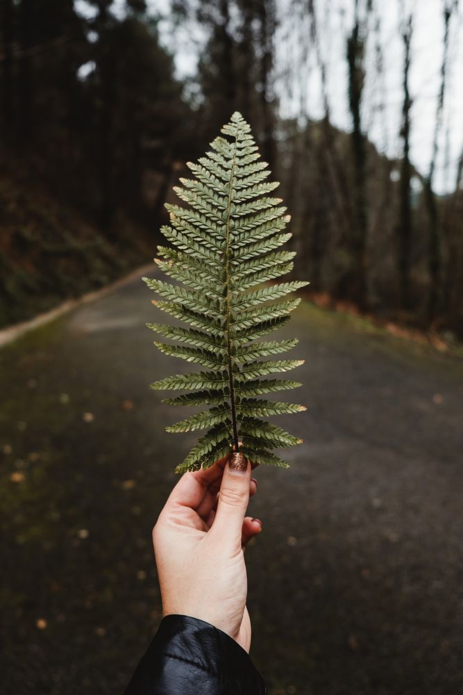 Green fern frond against empty road and gloomy woodland
