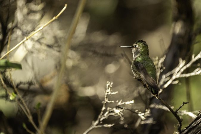 Hummingbird at the Arizona-Sonora Desert Museum in Tucson, Arizona