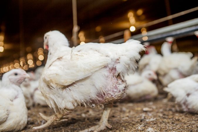 Poultry at chicken farm