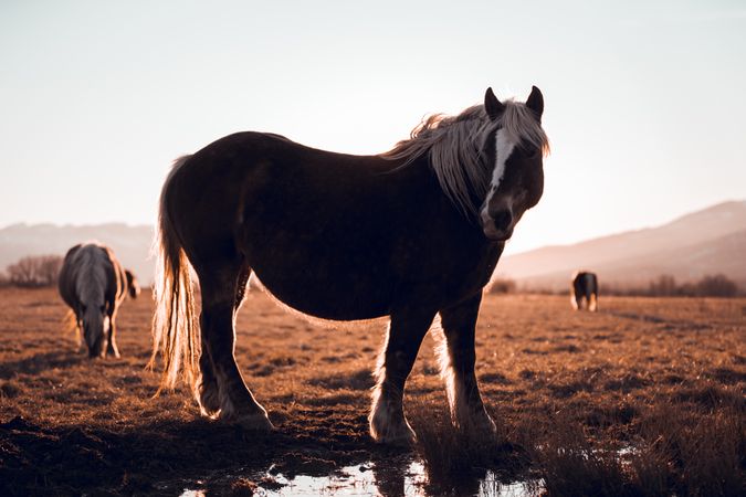 Wild horses pasturing on field near water