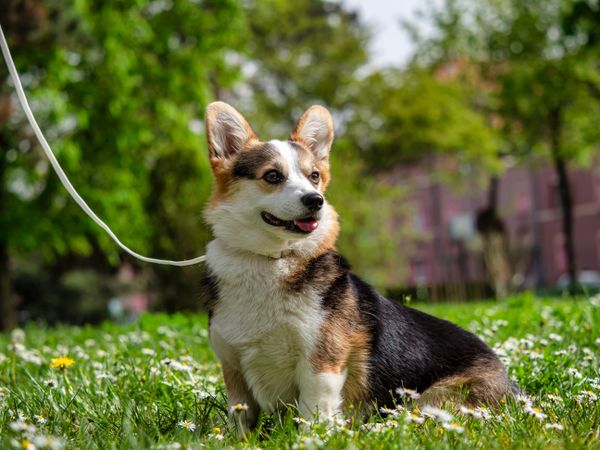 Funny dog tricolor corgi pembroke
