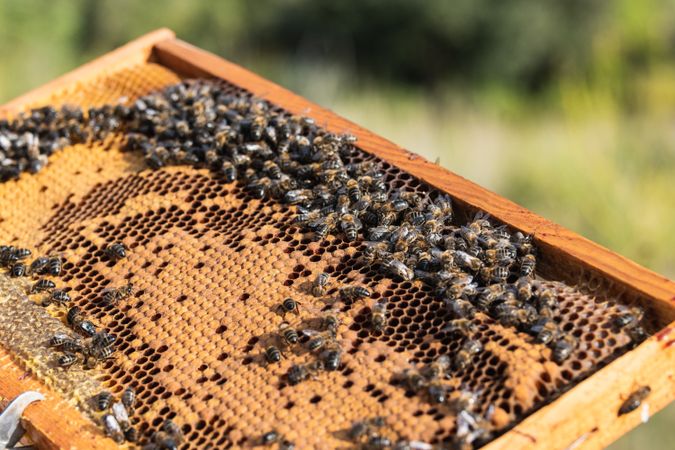 Bees on honeycomb in apiary