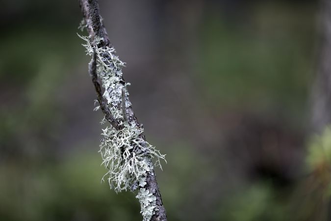 Boreal Oakmoss at Warren Nelson Memorial Bog in Meadowlands, Minnesota