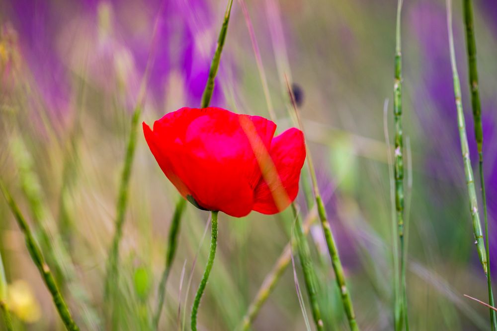 Summer in poppy field