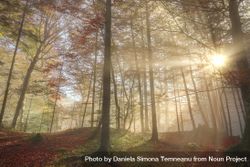Sun rays through a misty autumn forest 4mnaXb