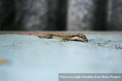 Gecko crawling along a blue table 56wrP4