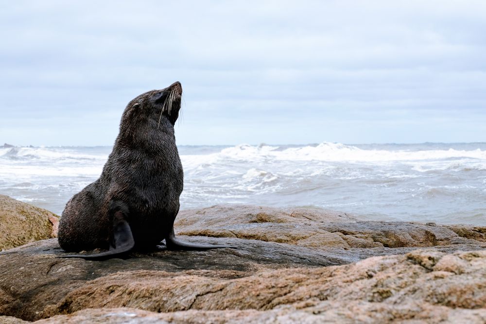 Dark seal on rocky beach
