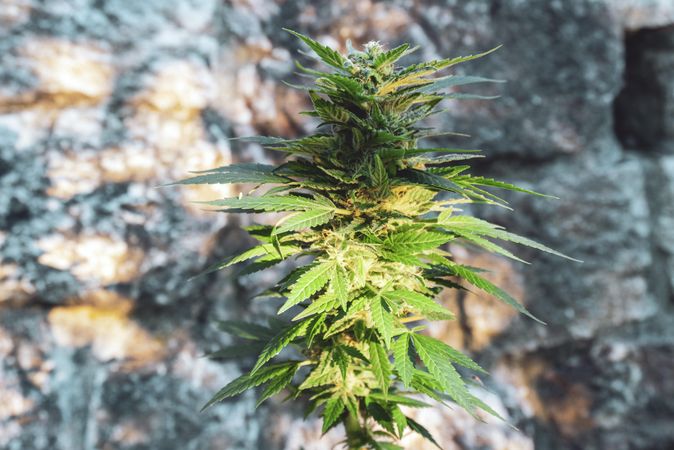 Tall marijuana plant with sunlight