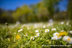 Forest floor with small daisies and grass 5rWY24