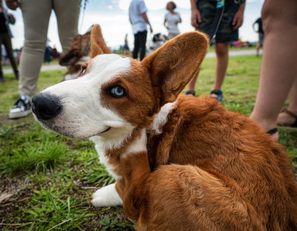 Cardigan Welsh Corgi at a dog show. Sunny day.