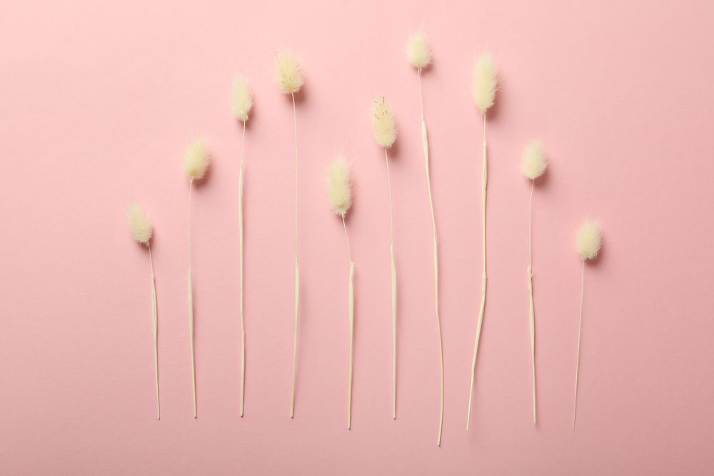 Artful arrangement of dried bunny tail on pink background