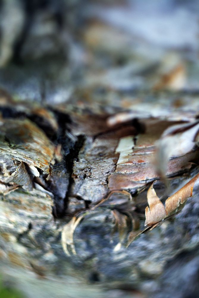 Crust on tree with moss