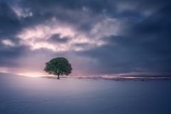 snow against sunset sky with lone tree