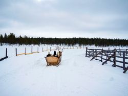 Back of sled led by reindeer in the snow